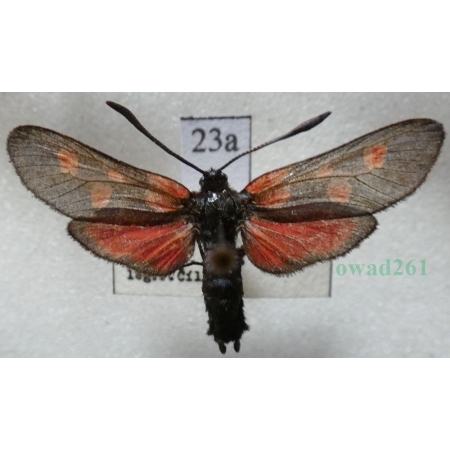 Zygaena viciae (Denis & Schiffermüller, 1775) Kraśnik wykowiec Czech23a